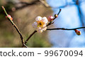 fresh white flowers 99670094