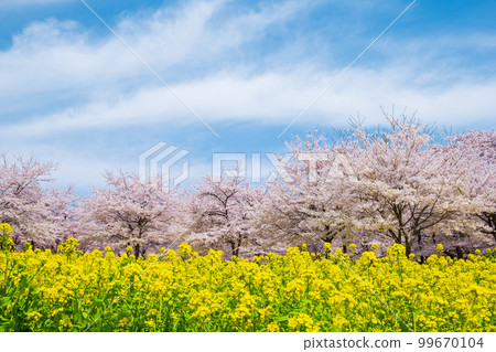 赤城南側的千本櫻和油菜花 赤城南側的千本櫻和油菜花 99670104
