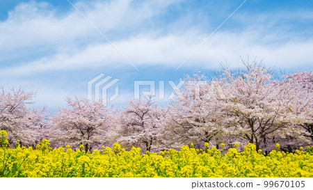 赤城南側的千本櫻和油菜花 赤城南側的千本櫻和油菜花 99670105