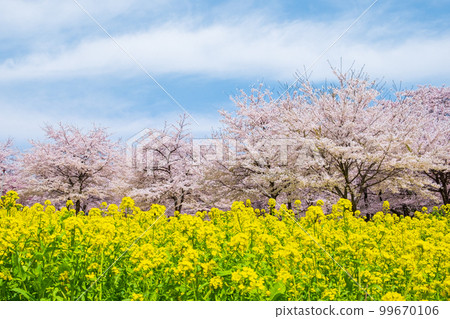 赤城南側的千本櫻和油菜花 赤城南側的千本櫻和油菜花 99670106