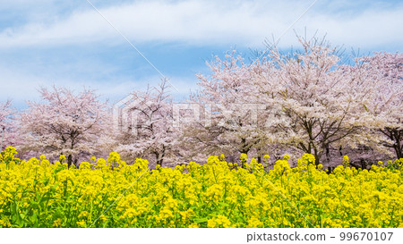 赤城南側的千本櫻和油菜花 赤城南側的千本櫻和油菜花 99670107