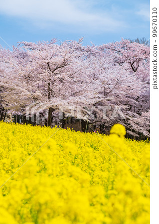 Senbonzakura and rape blossoms on the south side of Akagi Senbonzakura and rape blossoms on the south side of Akagi 99670110