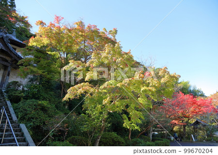 彩色楓葉 99670204