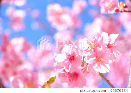 河津櫻花盛開 河津櫻花盛開 99670384