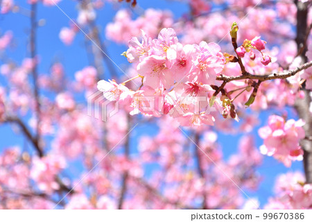 河津櫻花盛開 99670386