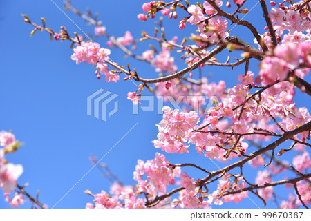 Kawazu cherry blossoms in full bloom Kawazu cherry blossoms in full bloom 99670387