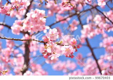 Kawazu cherry blossoms in full bloom Kawazu cherry blossoms in full bloom 99670403