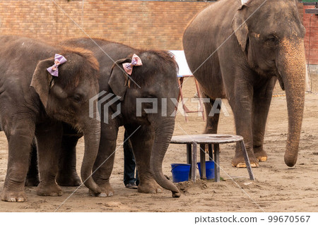 Elephant Show Ichihara Elephant Country 99670567
