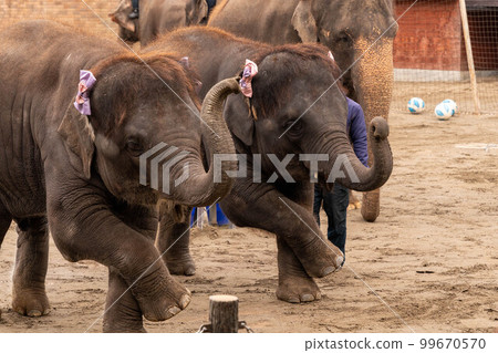 Elephant Show Ichihara Elephant Country 99670570