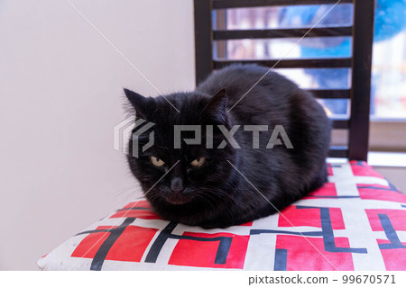 Sharp-eyed black cat Ichihara Elephant Country 99670571