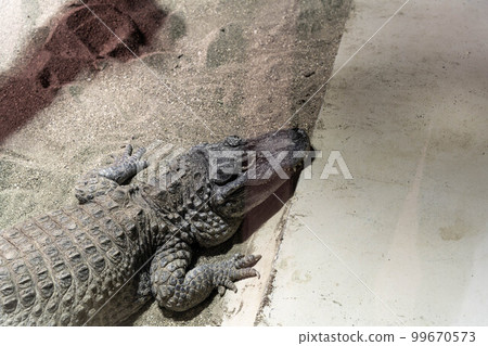 小鱷魚小百合世界市原市 99670573