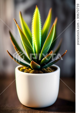 Ornamental plant flower pot planter aloe Ornamental plant flower pot planter aloe 99670739