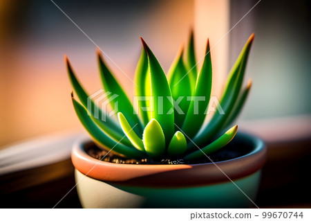 Ornamental plant flower pot planter aloe 99670744