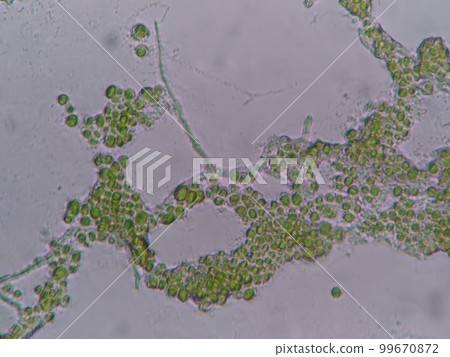 Green algae observed under a microscope 99670872