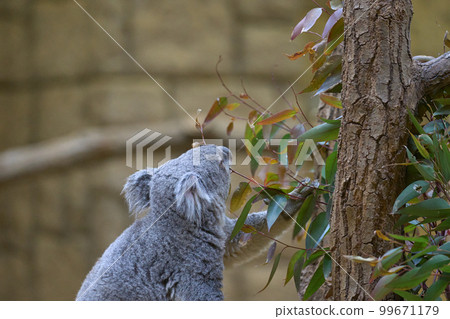 Koala at the zoo 99671179
