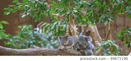Mama koala watching over baby koala 99671196