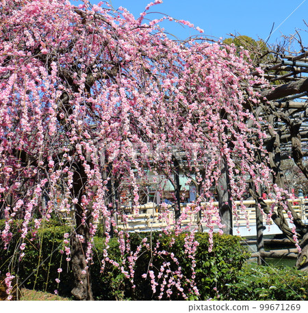 東京都江東區龜戶天神梅花垂枝梅 Gofuku Shidare Kobai Kameido 99671269