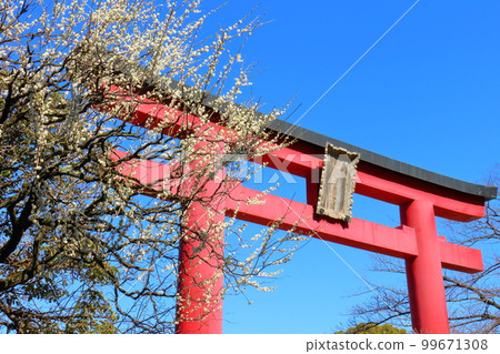 Kameido Tenjin Shrine Plum Festival Torii and White Plum Blossoms Kameido Tenmangu Shrine, Kameido, Koto-ku, Tokyo 99671308
