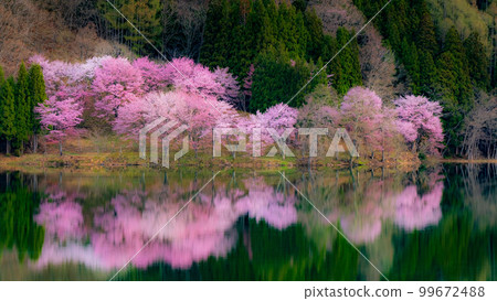 Nakanishi的櫻花 Nakanishi的櫻花 99672488