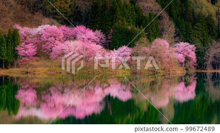 Nakanishi的櫻花 99672489