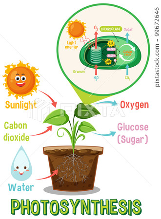 Diagram of Photosynthesis for biology and life science education 99672646