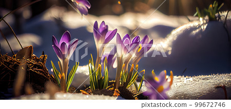 The first spring flowers, crocuses in a forest with snow background also have copy space for text The first spring flowers, crocuses in a forest with snow background also have copy space for text 99672746