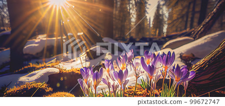 The first spring flowers, crocuses in a forest with snow background also have copy space for text The first spring flowers, crocuses in a forest with snow background also have copy space for text 99672747