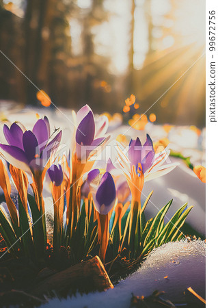 The first spring flowers, crocuses in a forest with snow background also have copy space for text The first spring flowers, crocuses in a forest with snow background also have copy space for text 99672756