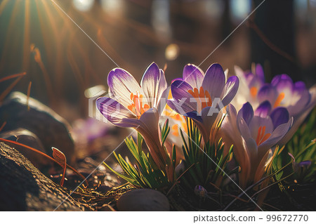 The first spring flowers, crocuses in a forest with snow background also have copy space for text The first spring flowers, crocuses in a forest with snow background also have copy space for text 99672770