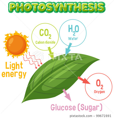 Diagram of Photosynthesis for biology and life science education 99672891