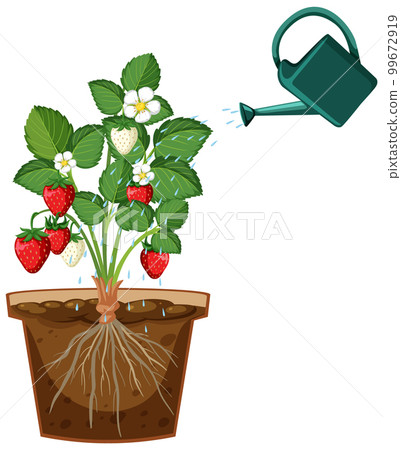 Watering strawberry plant vector 99672919