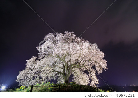 山梨縣 _ Wanizuka 櫻花點燈夜景 99673231
