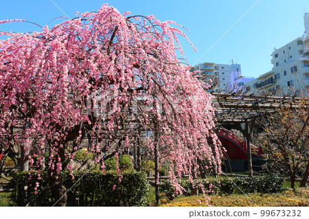 Kameido Tenjin Plum Festival Weeping Plum Gofuku Shidare Kobai Kameido, Koto-ku, Tokyo 99673232