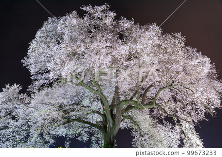 Yamanashi _ Wanizuka Cherry Blossoms Illuminated Night View 99673233