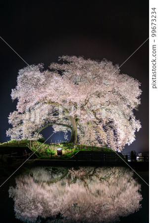 Yamanashi _ Wanizuka Cherry Blossoms Illuminated Night View 99673234