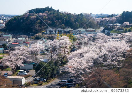 Cherry blossoms at Senjyama Park 99673283