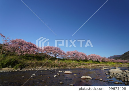 河津櫻花 99673406