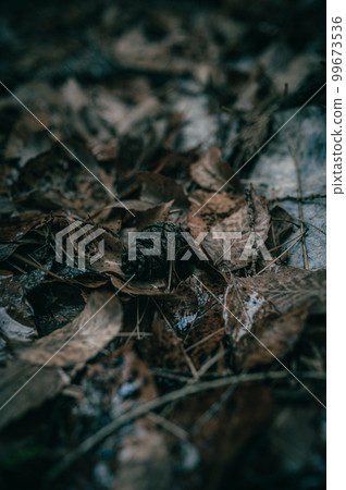 Dead leaves and pinecone covered with rain and mud 99673536