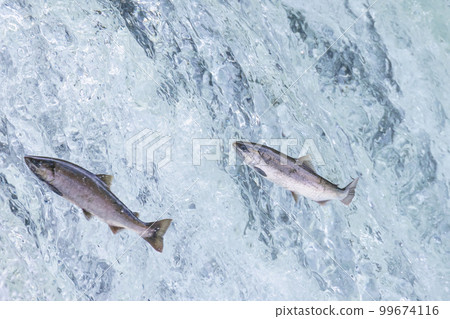 Scenery of cherry salmon running up at Sakura Falls in Shari River, Hokkaido 99674116