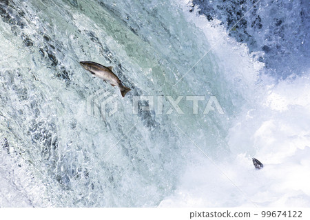 Scenery of cherry salmon running up at Sakura Falls in Shari River, Hokkaido Scenery of cherry salmon running up at Sakura Falls in Shari River, Hokkaido 99674122