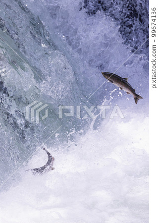 Scenery of cherry salmon running up at Sakura Falls in Shari River, Hokkaido 99674136
