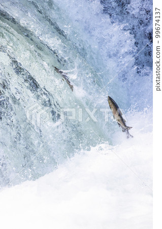 Scenery of cherry salmon running up at Sakura Falls in Shari River, Hokkaido 99674137