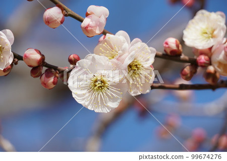 Kairakuen in early spring, scenery of white plum blossoms (close-up) 99674276