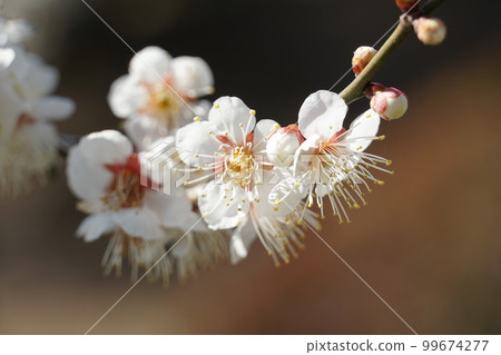 Kairakuen in early spring, scenery of white plum blossoms (close-up) 99674277