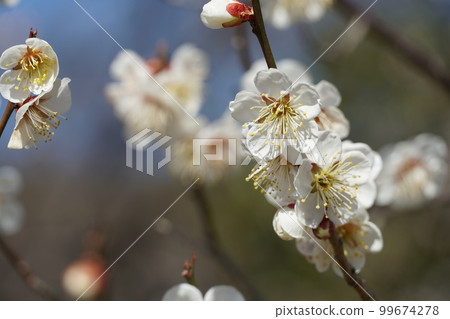 Kairakuen in early spring, scenery of white plum blossoms (close-up) 99674278
