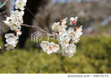 Kairakuen in early spring, landscape of white plum blossoms (image) 99674279
