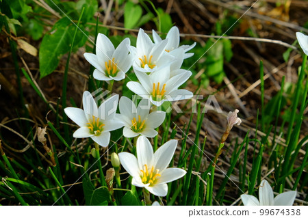 蔥蘭 蔥蘭 99674338