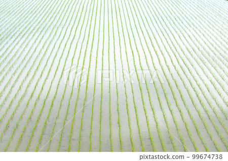 Hokkaido rice field after rice planting 99674738