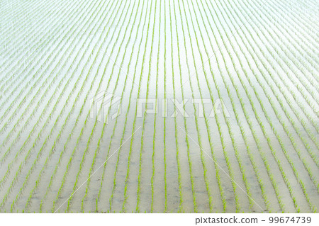 水稻種植後的北海道稻田 水稻種植後的北海道稻田 99674739