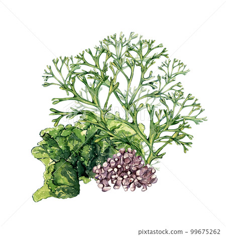 Composition of green sea plants watercolor illustration isolated on white. 99675262
